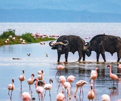 4-Day Maasai Mara and Lake Nakuru Safari.