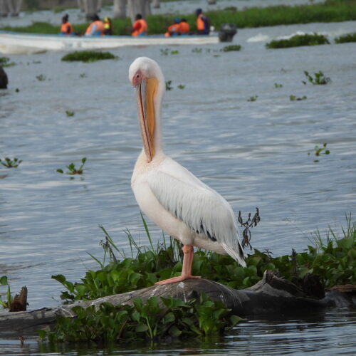 5-Day Kenya Safari: Masai Mara, Lake Nakuru & Lake Naivasha