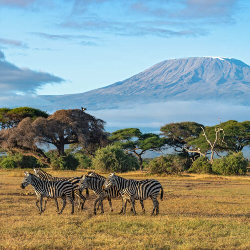 7-Day Kenya Wildlife Safari: Masai Mara, Lakes Nakuru & Naivasha, and Amboseli