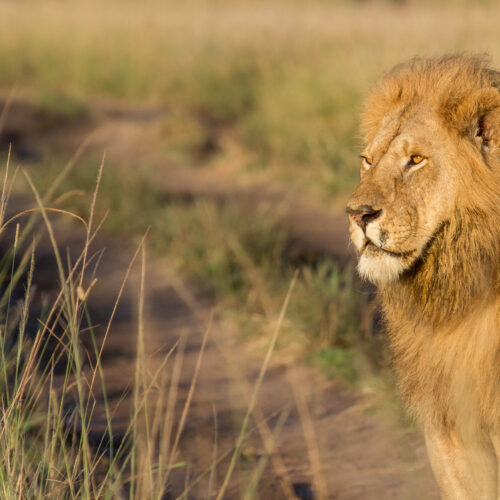 4-Day Magical Maasai Mara Safari Experience