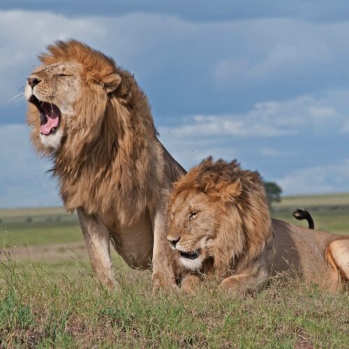 3-Day, 2-Night Masai Mara Safari Package